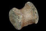 Fossil Hadrosaur Caudal Vertebra - Aguja Formation, Texas #116598-1